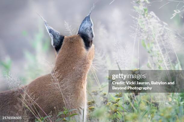 caracal showing off his tufted ears in ndutu, tanzania - caracal stock pictures, royalty-free photos & images
