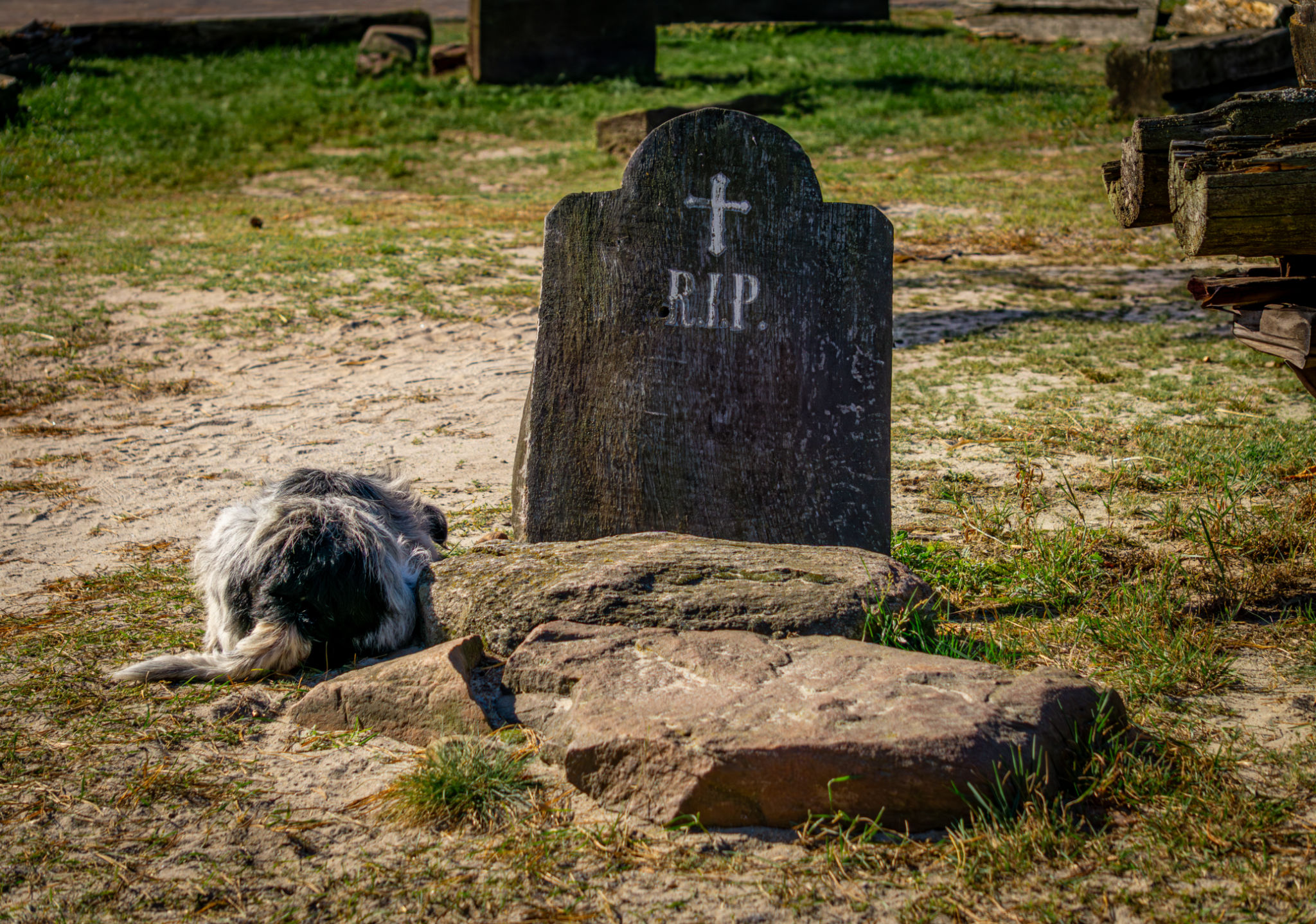 summer pet burial