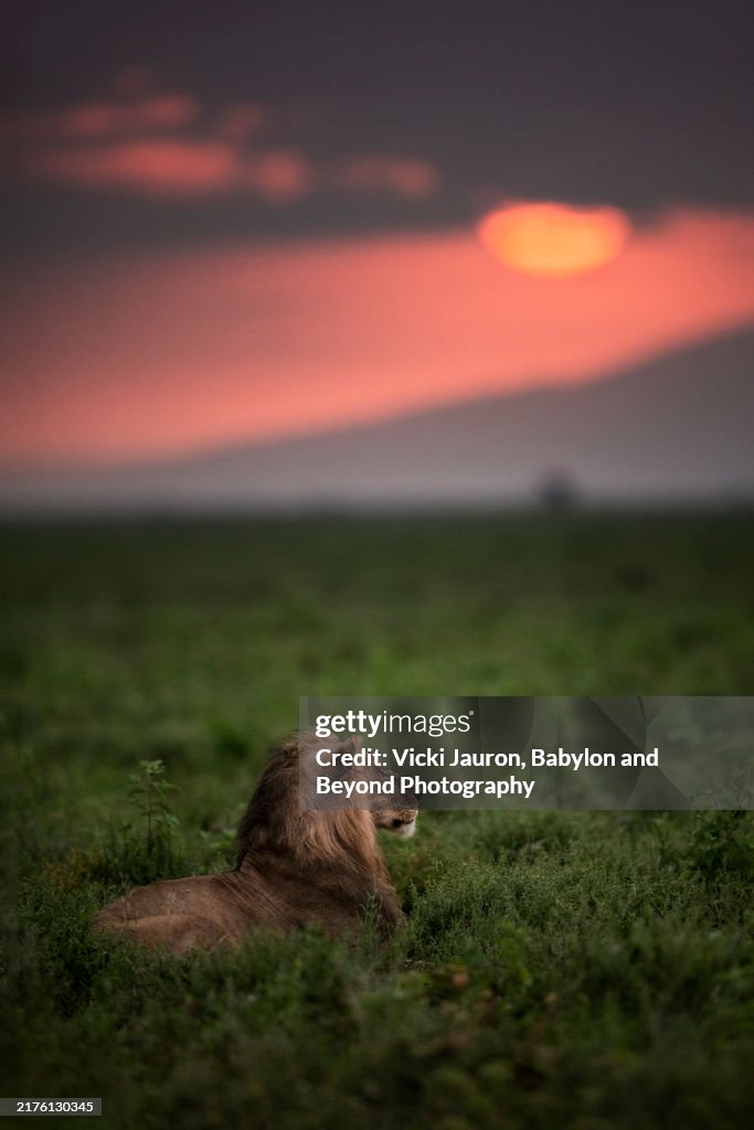 Moody Image of Male Lion with Sunrise in Background in Ndutu, Tanzania