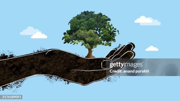 let's plant a tree - quinta de árvores - fotografias e filmes do acervo