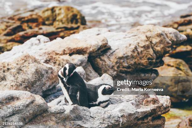 african penguins on boulders beach in cape town, south africa. - südafrika tiere stock-fotos und bilder