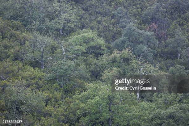 cork oak tree forest in the pyrenees mountains. villelongue-dels-monts, occitania, france. - eichenwäldchen stock-fotos und bilder