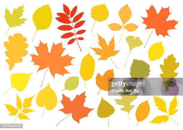 autumn leaves - aspen leaf stock illustrations