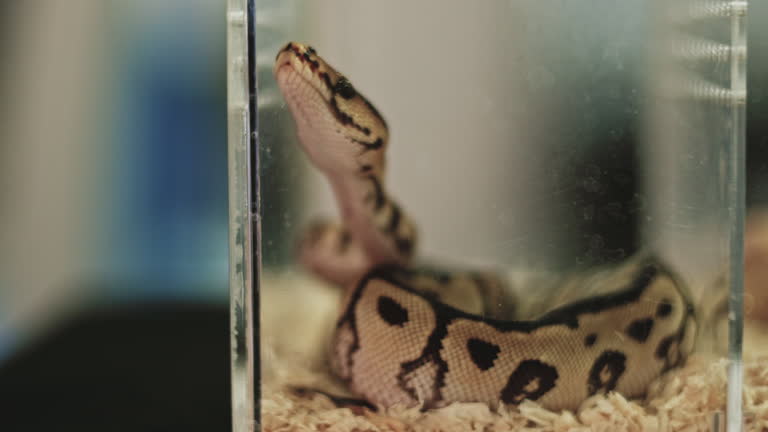 Blonde Python 179 Ball Python Stock Videos, Footage, & 4K Video Clips - Getty Images