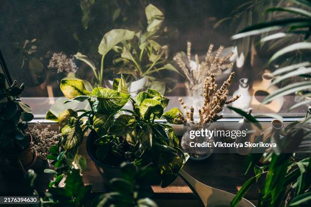 young woman caring her plants at home - botany learning stock pictures, royalty-free photos & images