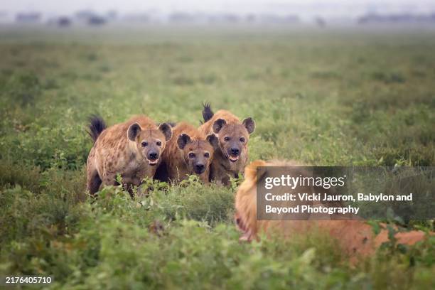 three angry hyena and male lion in the grass in ndutu - grote-vijf-wilde-dieren stockfoto's en -beelden