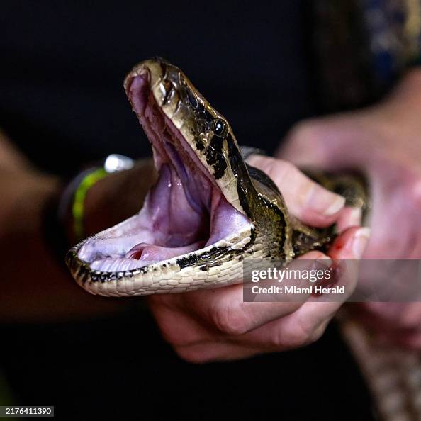 Amy Python Catcher Python Huntress Amy Siewe holds an invasive 10-foot Burmese Python ...