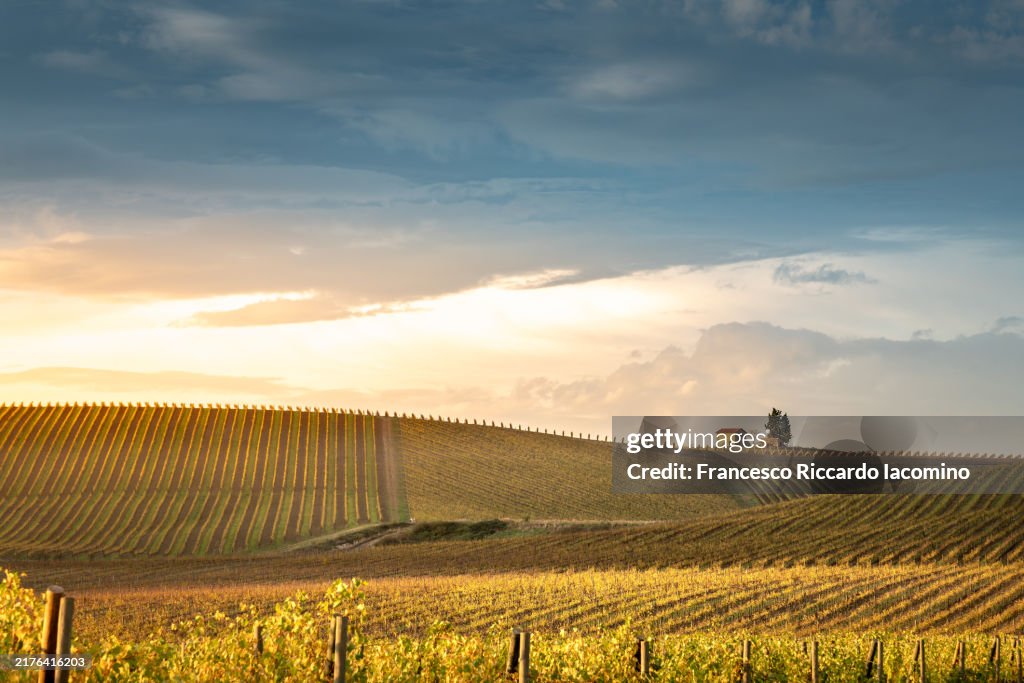 Chianti Vineyards in Autumn