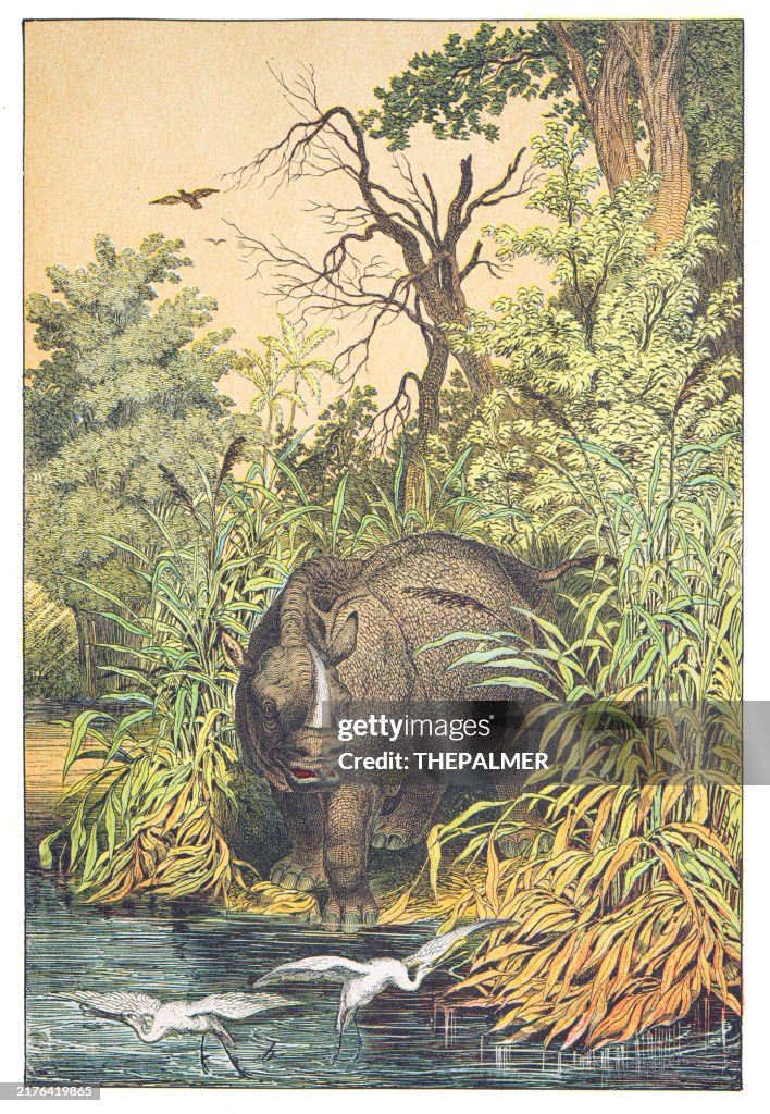 A Rhinoceros Among the Trees: Bamboos, Reeds, Rice, Sugar Grass hand colored engraving 1876
