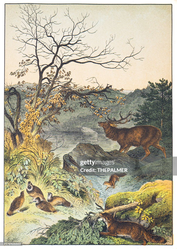 Sibirische Landschaft: Rothirsch, Fuchs, Auerhahn, Wiesel handkolorierte Gravur 1876