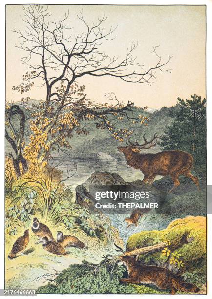 illustrazioni stock, clip art, cartoni animati e icone di tendenza di paesaggio siberiano: cervo rosso, volpe, gallo cedrone, donnola incisione colorata a mano 1876 - cacciare