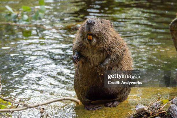 standing eurasian beaver (castor fiber) - bever stockfoto's en -beelden