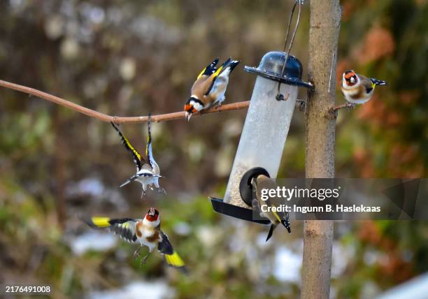 gold finchs around bird feeder in winter. focus on birds and feeder. spread wings. defocused trees in the back. - vink stockfoto's en -beelden