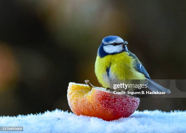 bluetit perching on half a red apple out in winter and snow. apple is frosted due to cold temperature. focus on foreground with bird, appel and snow. defocused trees in the back. - bluetit stock pictures, royalty-free photos & images