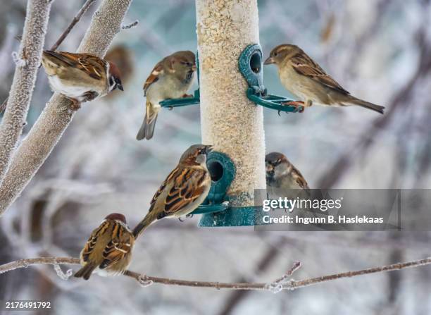 flock of sparrows on bird feeder with seed in winter. focus on birds and feeder. defocused background with trees. - bird stock pictures, royalty-free photos & images
