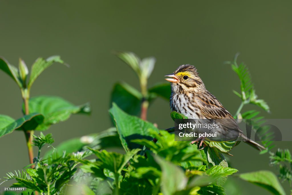 Gorrión de la sabana posado