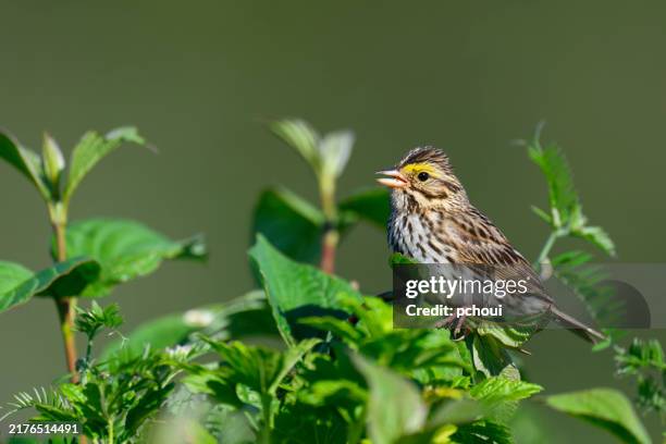 savannah sparrow perching - gaspe peninsula stock pictures, royalty-free photos & images