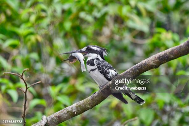 pied kingfisher perching on a branch with a daily catch - uganda stock pictures, royalty-free photos & images