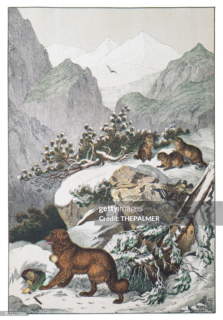 The Alps Cross Central Europe: St.Bernard Dog, Marmots and Snow Bunting hand colored engraving 1876