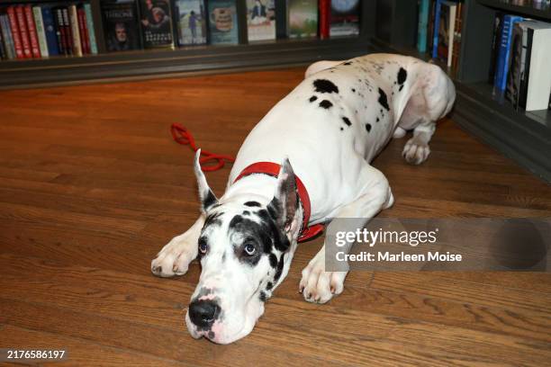 Bing the Great Dane attends "The Friend" after party at Shakespeare & Co. On October 03, 2024 in New York City.