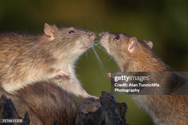 brown rats - rat stock pictures, royalty-free photos & images