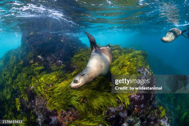 young australian fur seals in shallow protected areas, montague island, nsw. - kelp stock pictures, royalty-free photos & images