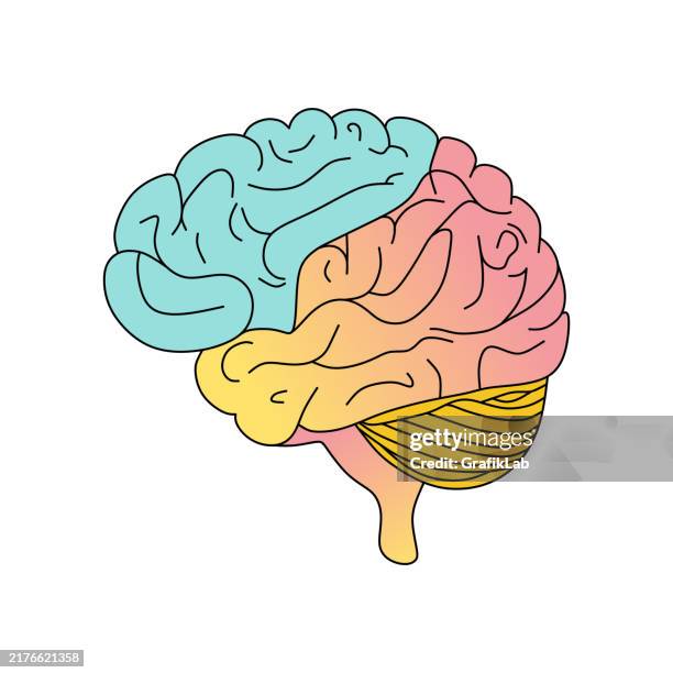 ilustraciones, imágenes clip art, dibujos animados e iconos de stock de ilustración colorida del cerebro - cerebelo