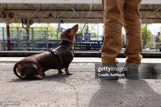 patiently waiting dachshund on a train platform - railway station platform stock pictures, royalty-free photos & images