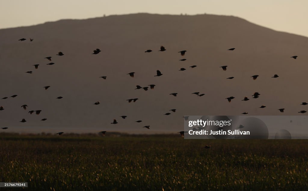 Botulism Outbreak Kills Tens Of Thousands Of Birds In Klamath Basin
