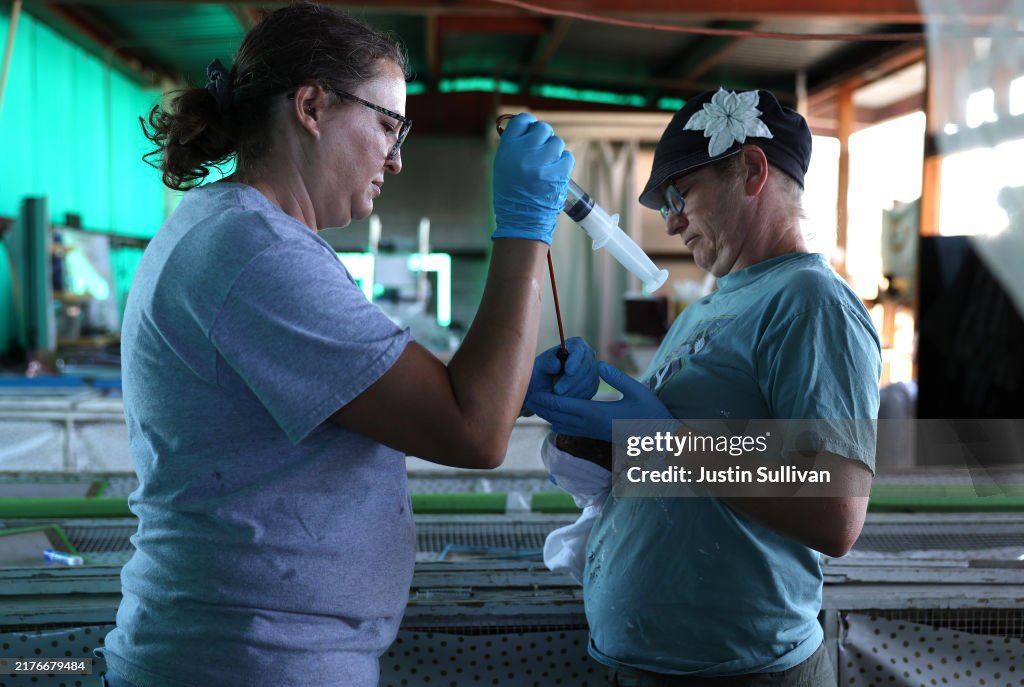 Botulism Outbreak Kills Tens Of Thousands Of Birds In Klamath Basin