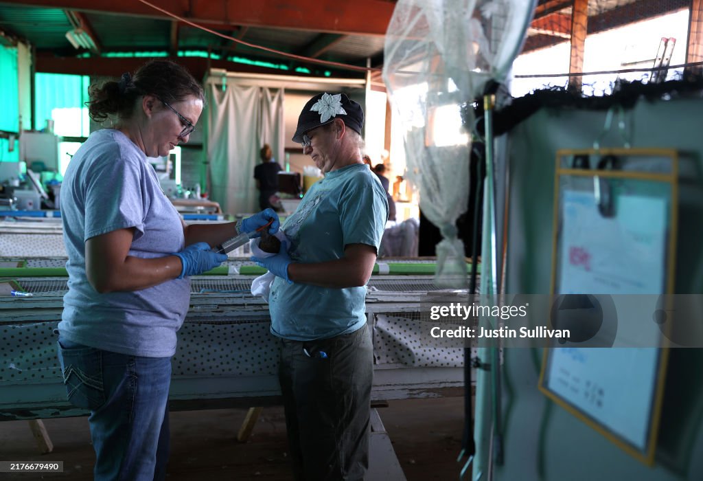 Botulism Outbreak Kills Tens Of Thousands Of Birds In Klamath Basin