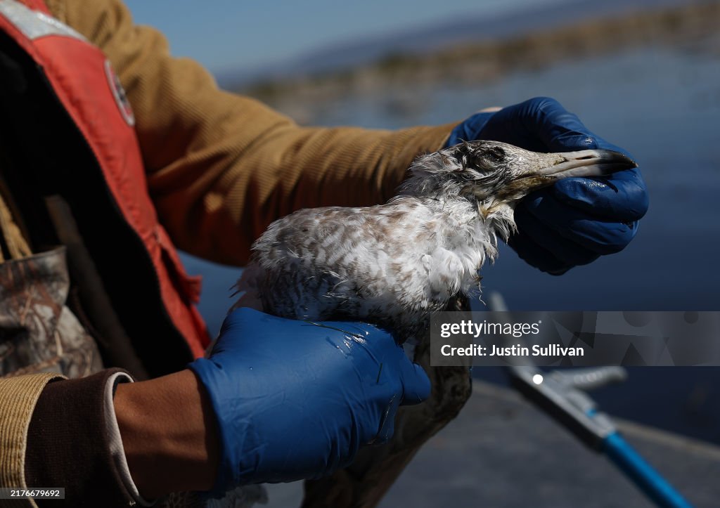 Botulism Outbreak Kills Tens Of Thousands Of Birds In Klamath Basin
