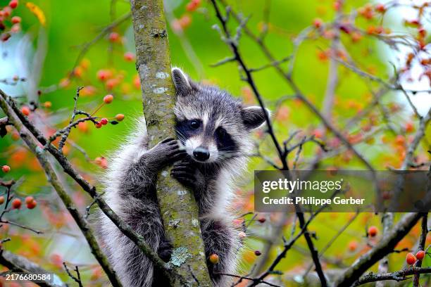 raccoon in tree - raccoon stock pictures, royalty-free photos & images