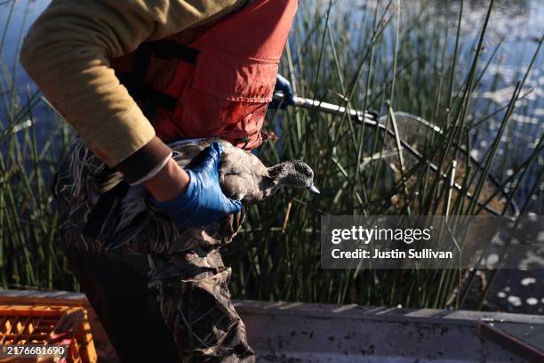 Fish & Wildlife Service contract worker Dom Sterling holds a sick duck that he captured at the Tule Lake National Wildlife Refuge on October 03, 2024...