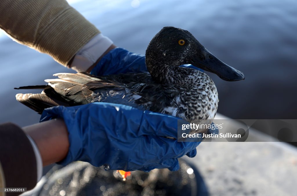 Botulism Outbreak Kills Tens Of Thousands Of Birds In Klamath Basin