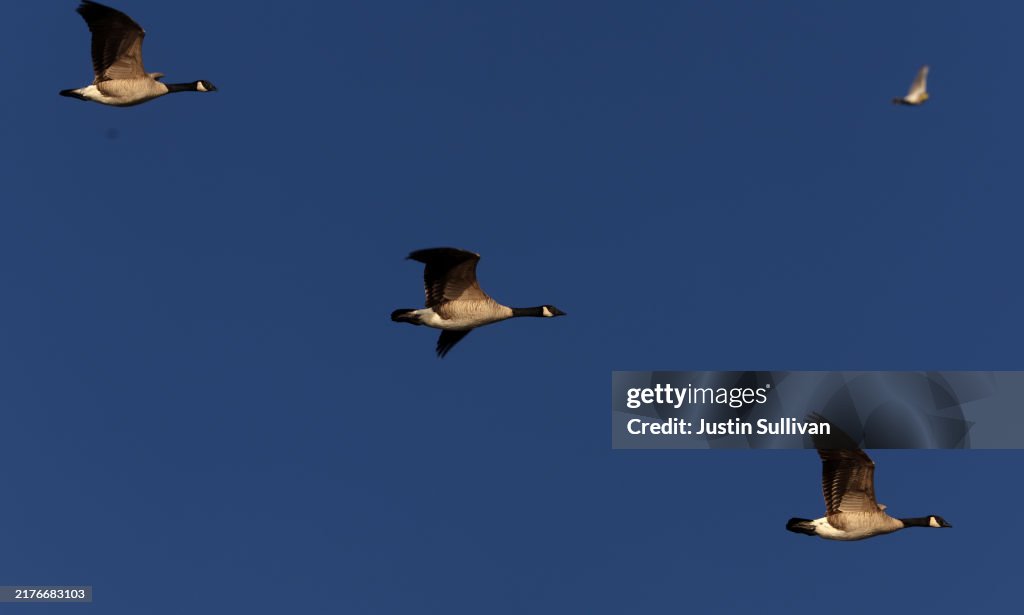 Botulism Outbreak Kills Tens Of Thousands Of Birds In Klamath Basin