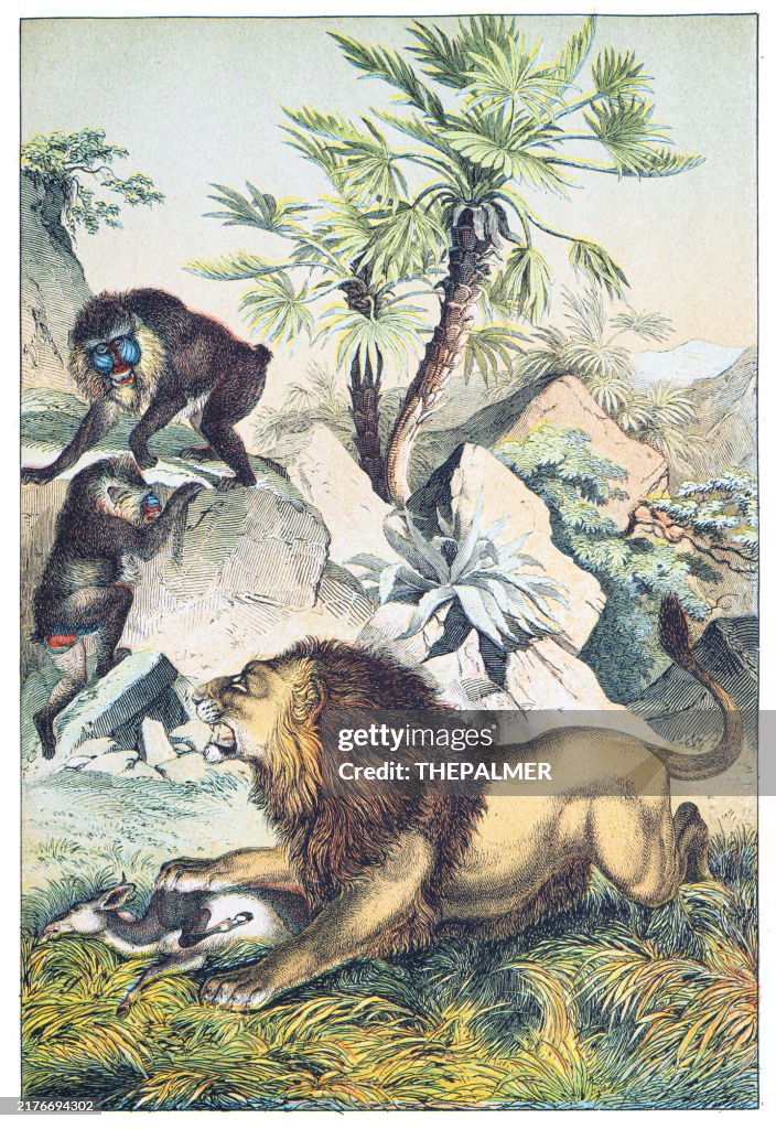 Afrikanische Landschaft: Löwe, Gazelle, Mandrill / Fächerpalme handkolorierte Gravur 1876
