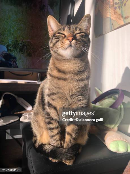 sitting kitten - tabby cat stock pictures, royalty-free photos & images