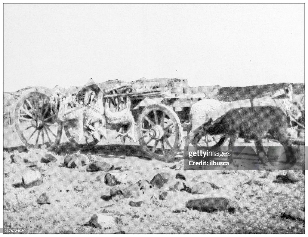 Antique image: Cape Colony, South Africa, Carriage laden with springboks