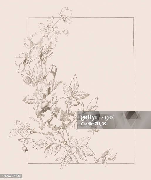 roses ornament, chromollithograph, published ca. 1895 - roses frame stock illustrations