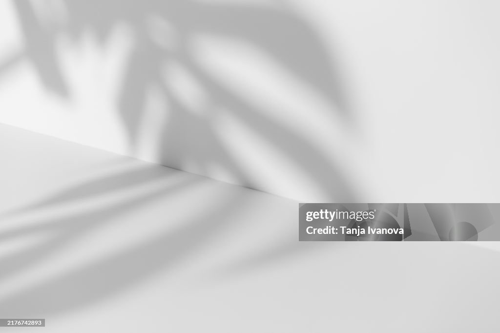 Shadow of tropical monstera leaves on white and gray background.