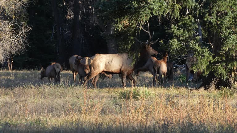 https://media.gettyimages.com/id/2176804355/video/wild-elk-in-a-meadow.jpg?b=1&s=640x640&k=20&c=ngYcGTpFtiAom0eyFGoYUr8d2-X07u19lPfpXsLqi_w=