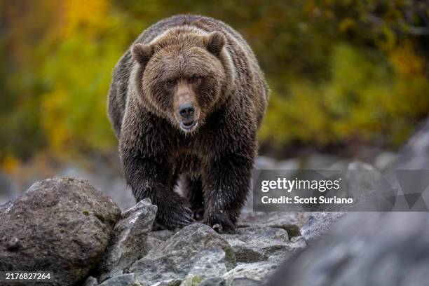 autumn predator - kodiak brown bear stock pictures, royalty-free photos & images
