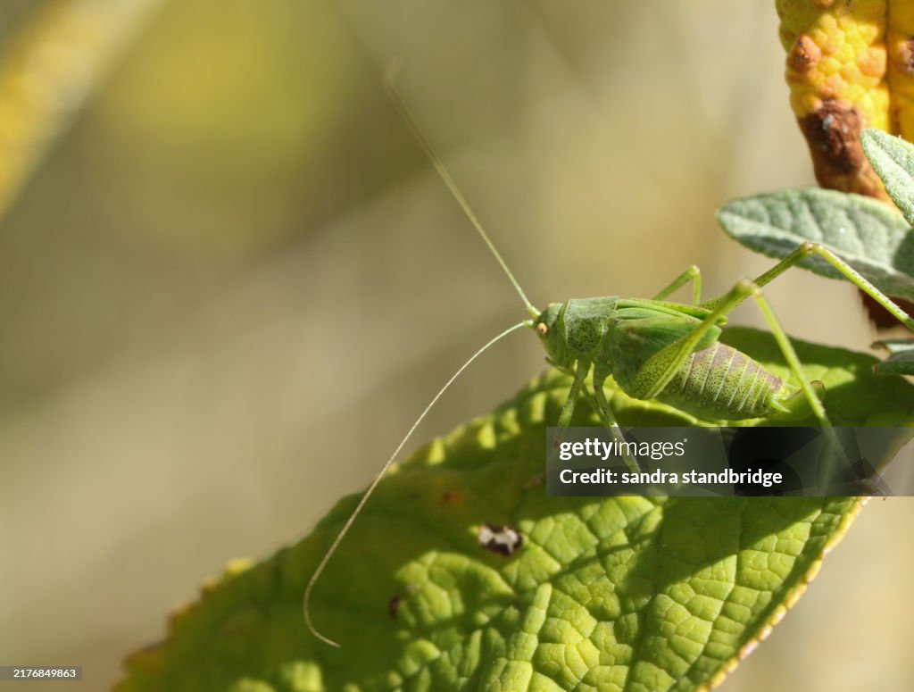 An extremely rare young Southern Sickle-bearing Bush Cricket, Phaneroptera nana, resting on a leaf.