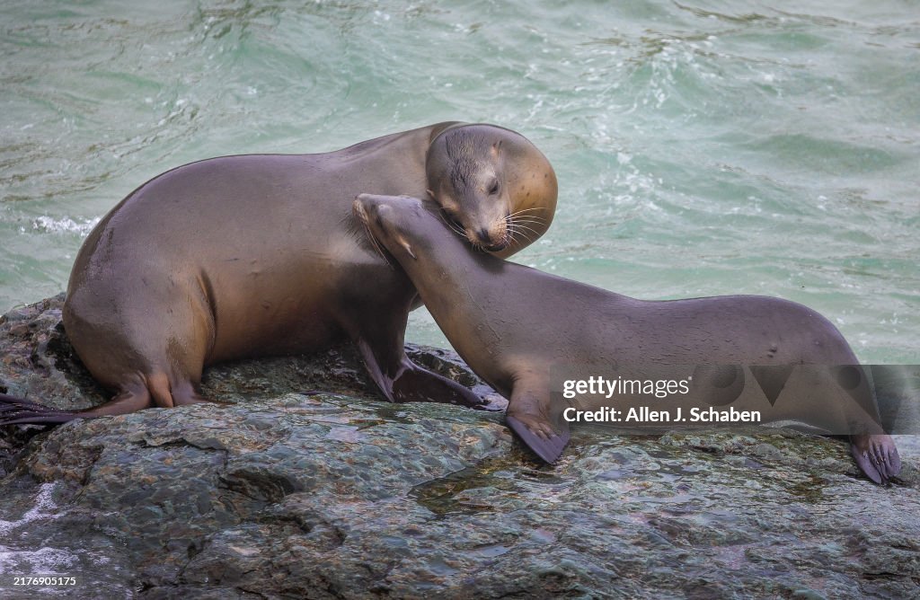 Sea lions and the battle in the community over whether to protect their beaches or kick them out at La Jolla Cove