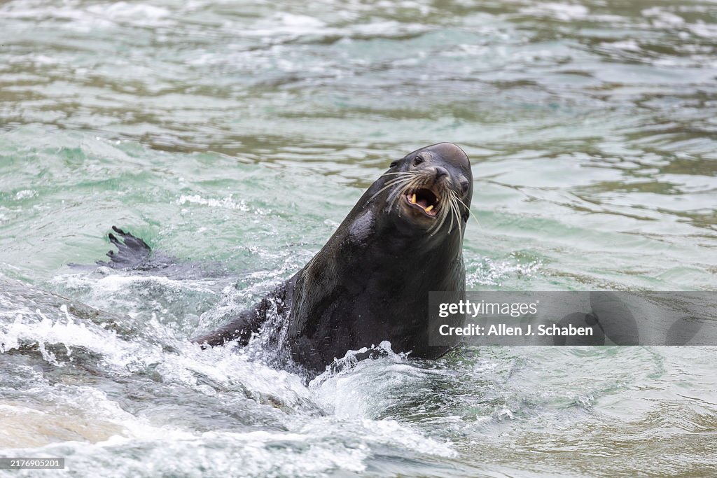 Sea lions and the battle in the community over whether to protect their beaches or kick them out at La Jolla Cove