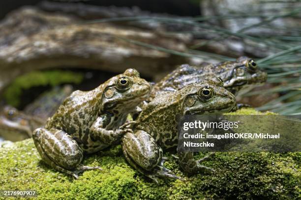 True Frogs Example 145 True (Logic) Stock Photos, High-Res Pictures, and Images - Getty Images
