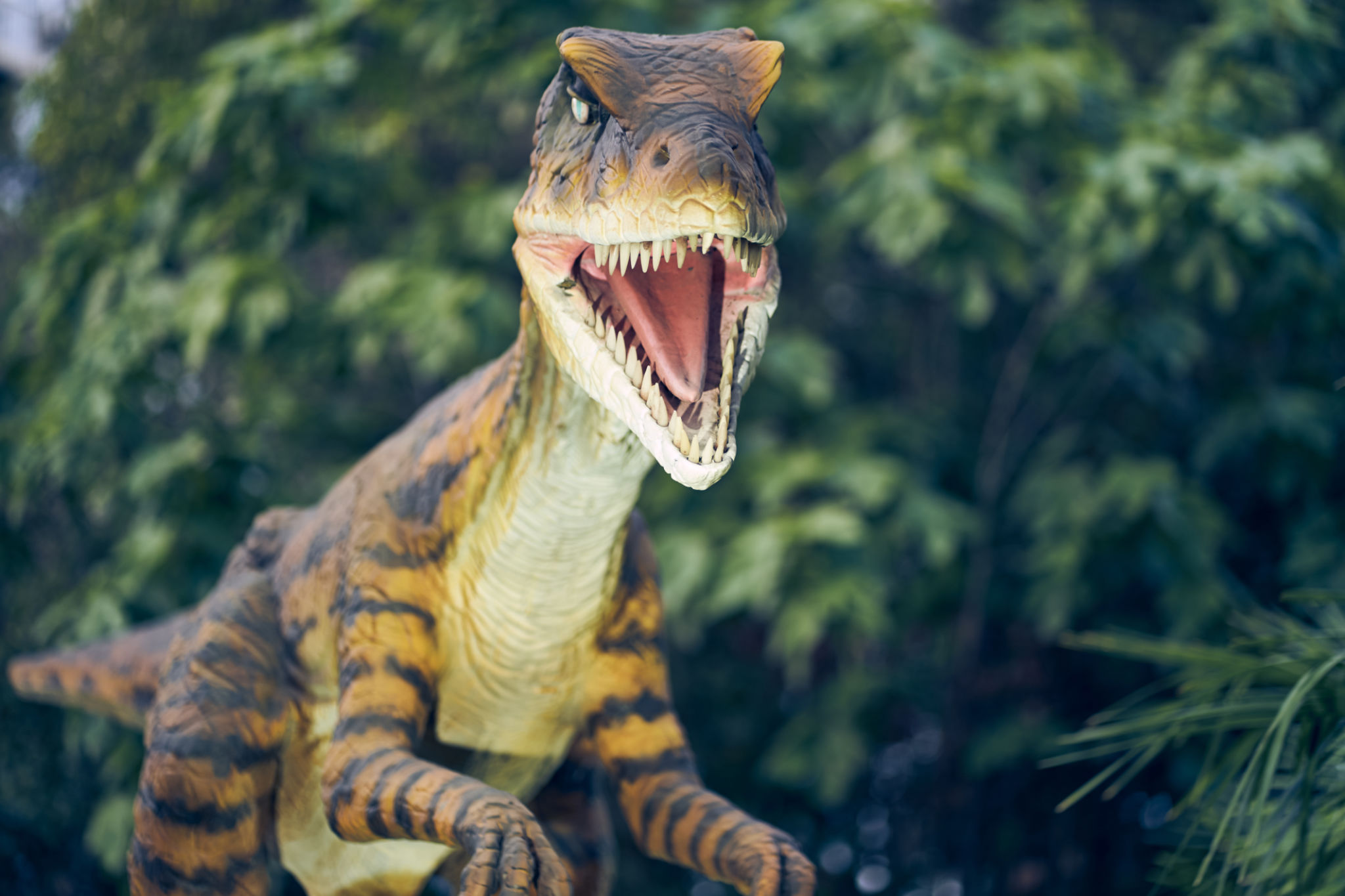 Veloceraptors are classified as common species, characterized by dexterity, thin and slender physique, as well as excellent nose. With space to copy Veloceraptors are classified as common species, characterized by dexterity, thin and slender physique, as well as excellent nose. With space to copy