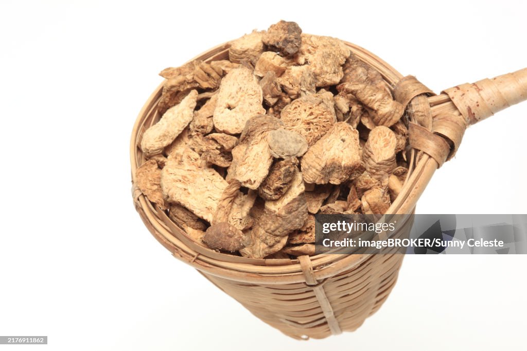 Medicinal plant Becherglockenwurzel, Schellenblume, Adenophora radix, Nan Sha Shen. Dried root, Medicinal plant Adenophora, radix, Nan Sha Shen, dried roots