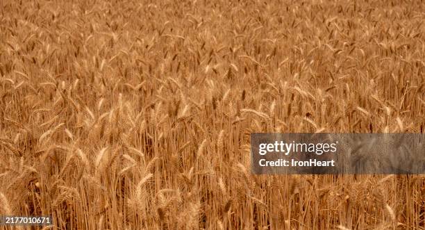 barley rice plant - barley stock pictures, royalty-free photos & images